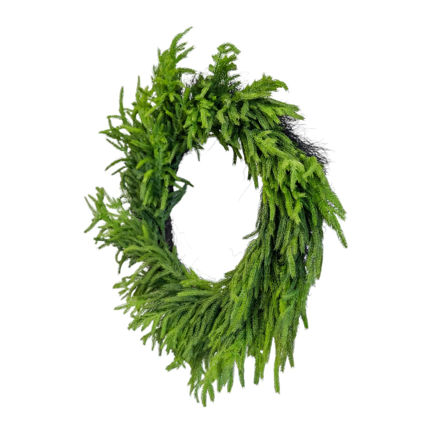 Artificial 30" Fresh Touch Norfolk Pine Wreath